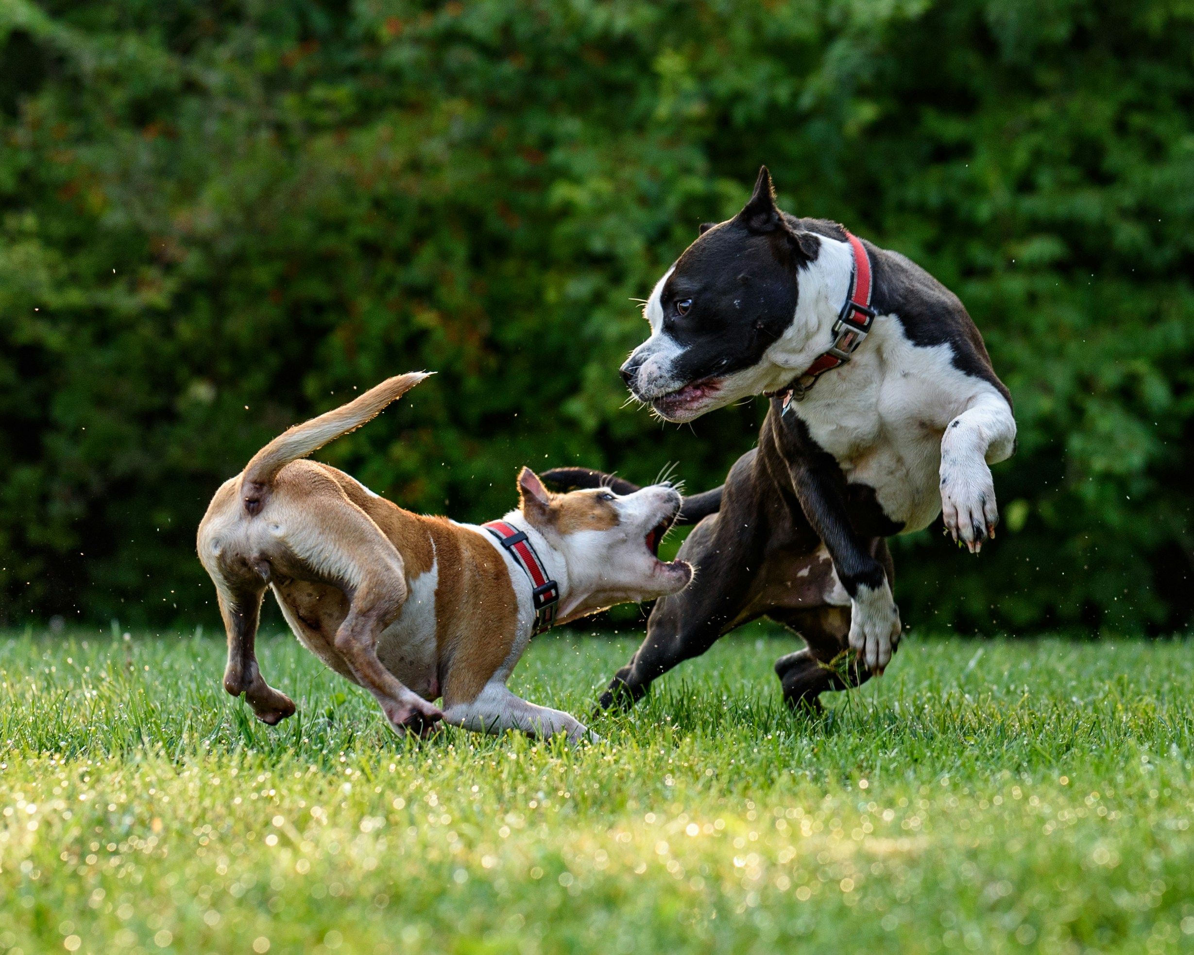 Understanding Your Rights: Why Hiring a Dog Bite Injury Lawyer Can Make All the Difference