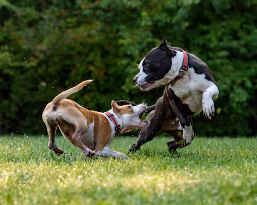 Dog Bite Incidents: Understanding Causes, Prevention Strategies, and Legal Rights
